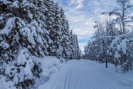 Oppkjørte skispor på veien innover Lykkja hyttefelt
